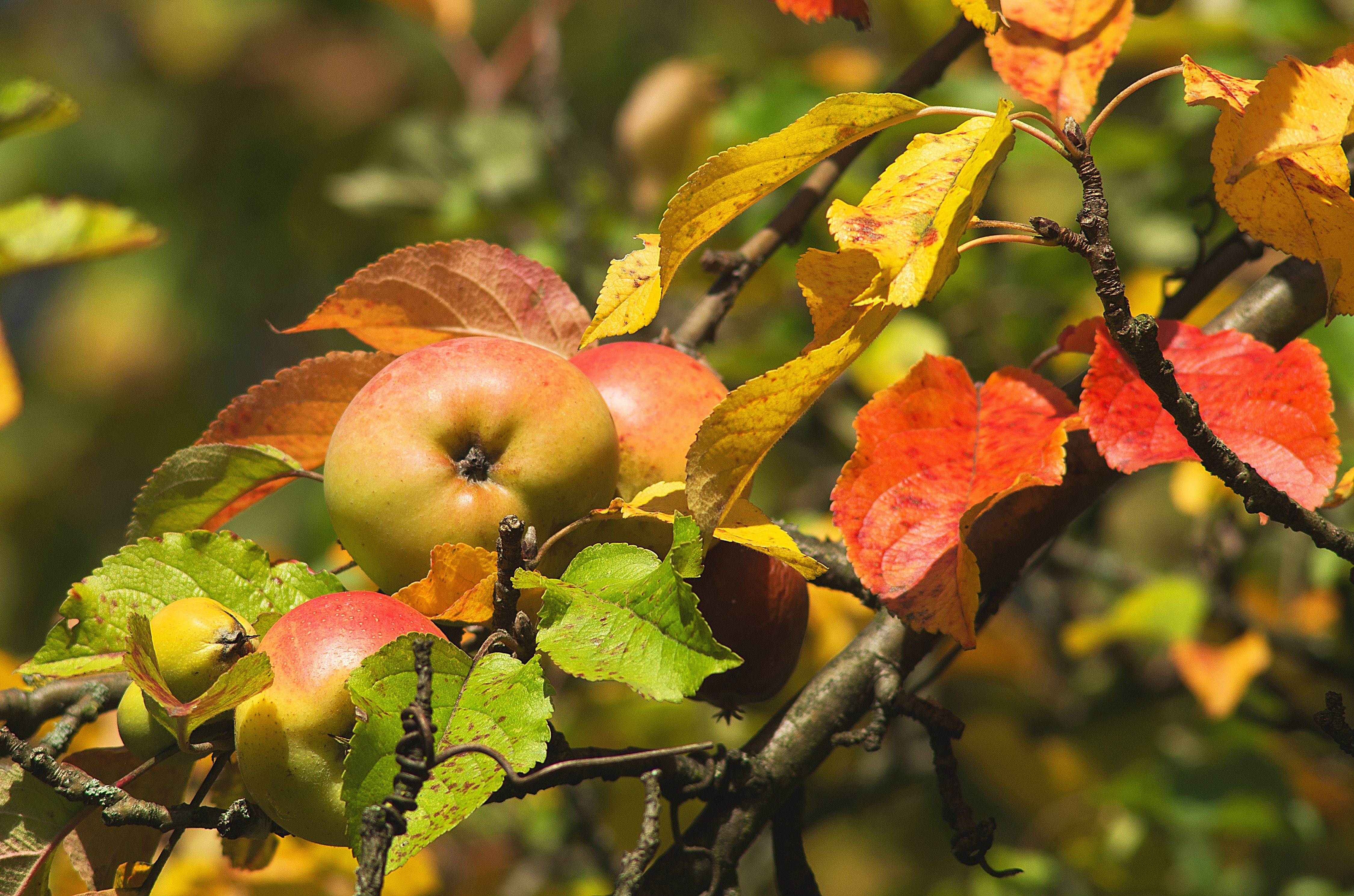 Herbsttage an der Zeche Waltrop.