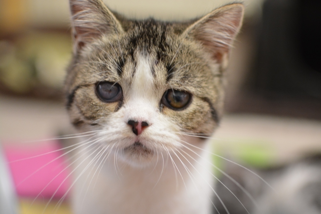 Der kleine Benjamin tobt trotz seiner Sehschwäche ausgelassen mit den anderen Katzen-Kindern um die Wette.