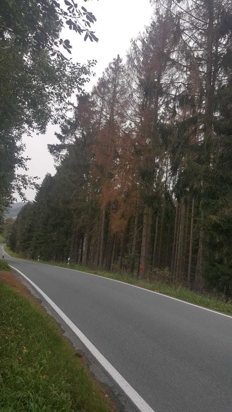 Trockene Nadelbäume an Kreisstraße.