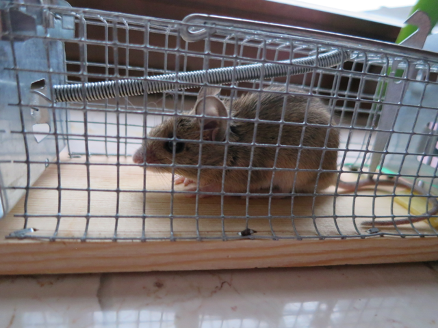 Maus in Mausefalle