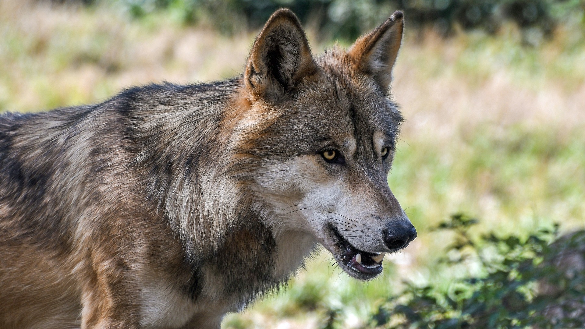 Der Wolf hält Ausschau nach Beute. Soll sein Schutz gelockert und er zum Abschuss freigegeben werden?