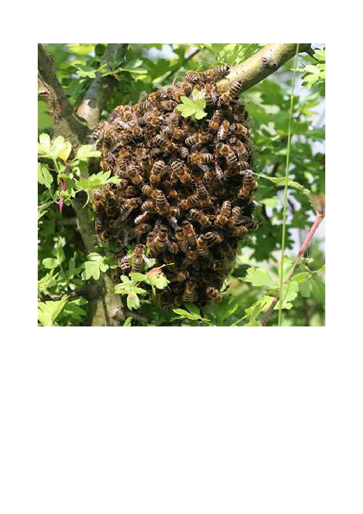 Quelle: http://www.wildbienen.de/wbf-schw.htm