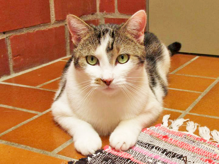 Foto: Tierheim Essen