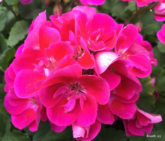 ♥ Dankeschööön ♥