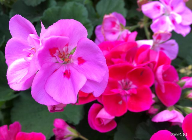 ♥ Dankeschööön ♥