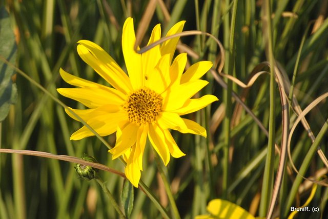 ♥ Dankeschööön ♥