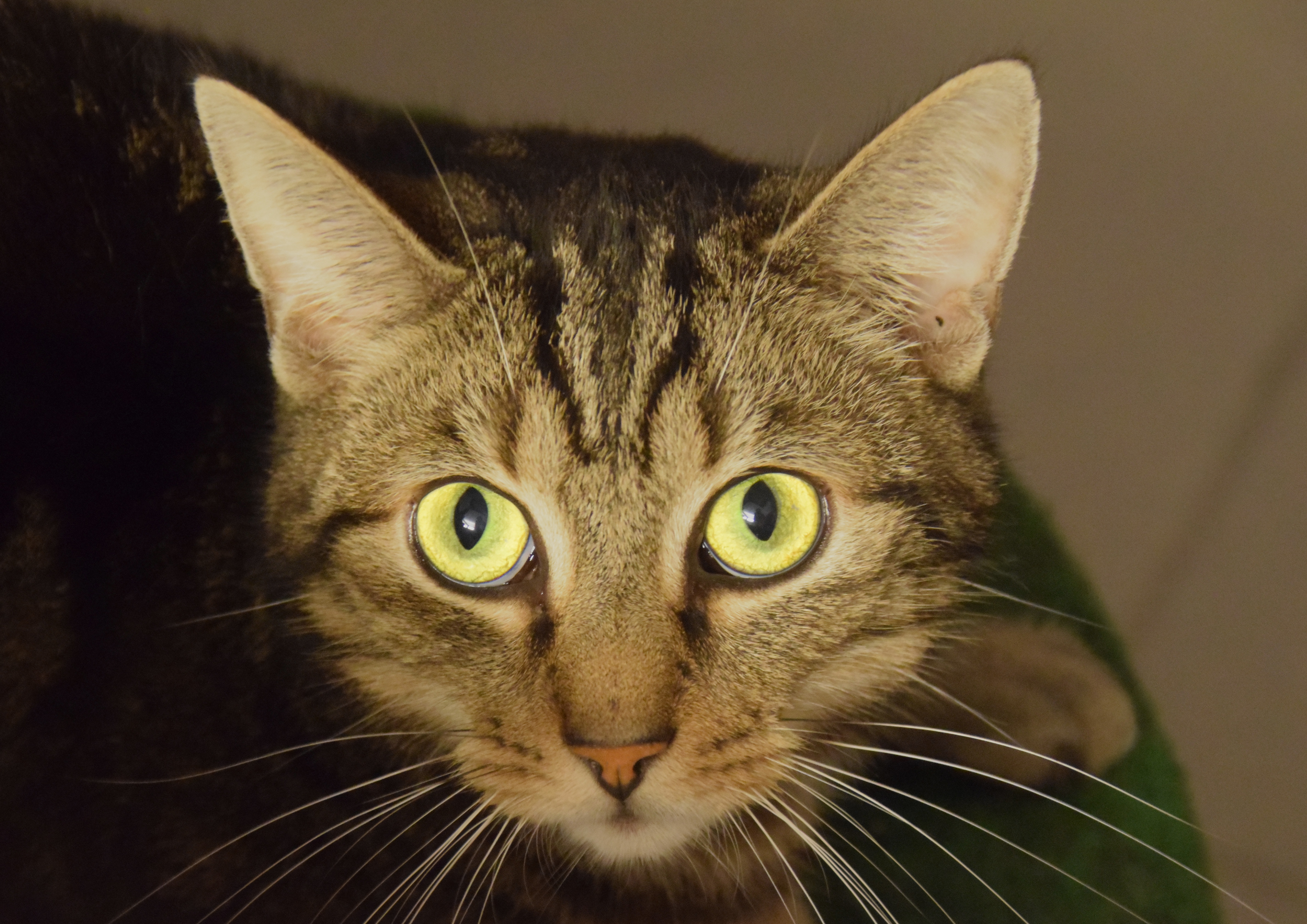 So manche Katze muss erst einmal wieder lernen Vertrauen zu fassen. Das erfordert Zeit, Geduld und die Möglichkeit, mit Menschen gute Erfahrungen zu machen. All das bekommen die Tiere im Gnadenhof.