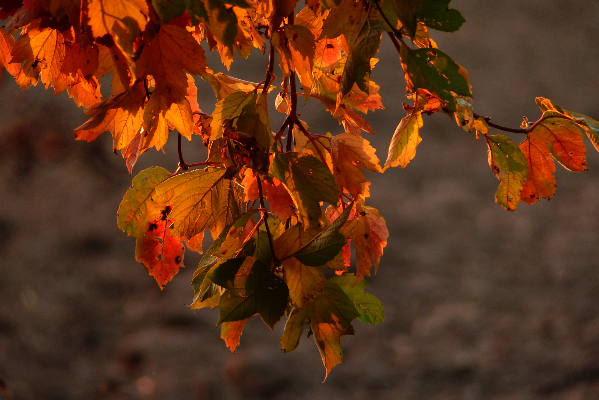 buntes Laub