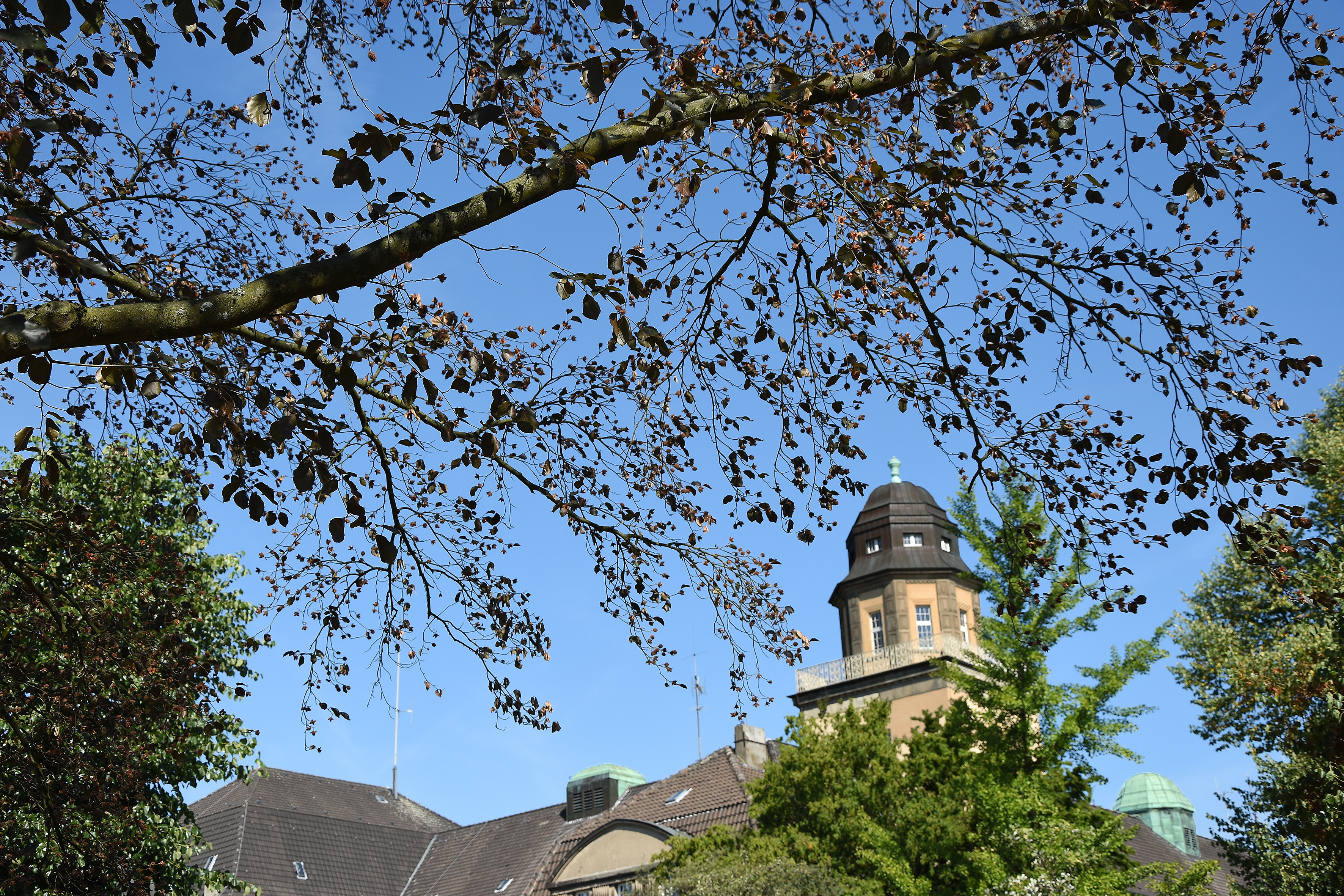 Schon früh im Jahr verloren etwa die Blutbuchen neben der Goetheschule in Bredeney ihr Laub.