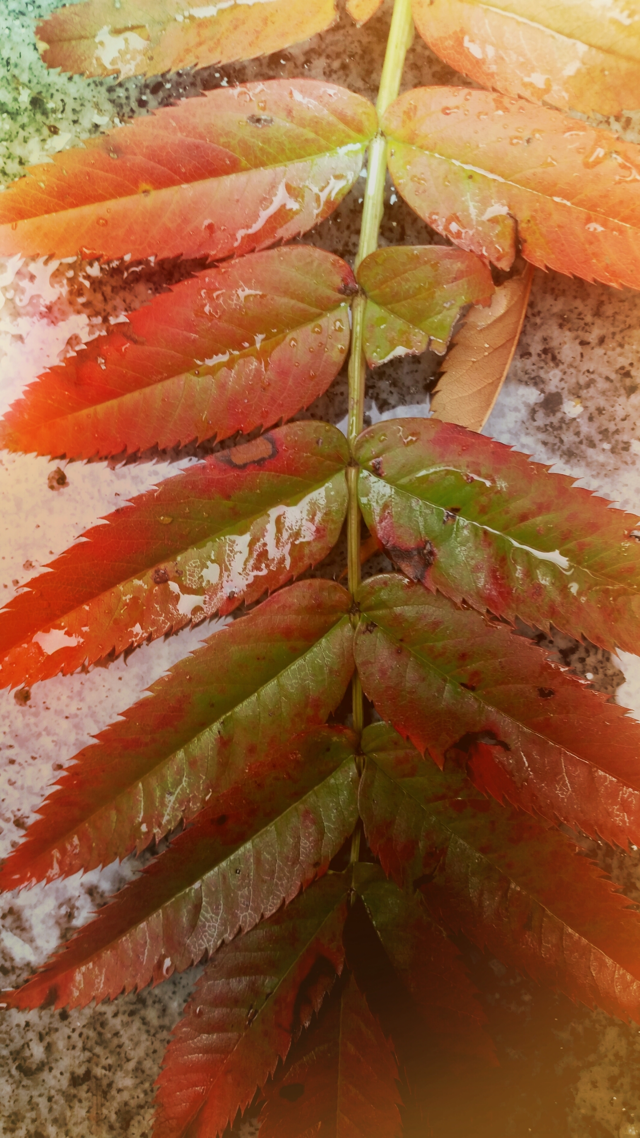 Fallend Blatt