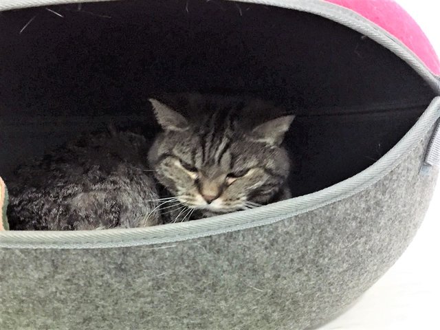 Auf der Homepage gibt es von Minka weitere Fotos und auch ein Video zu sehen: www.tierschutzverein-oe.de/content/unsere-tiere/katzen