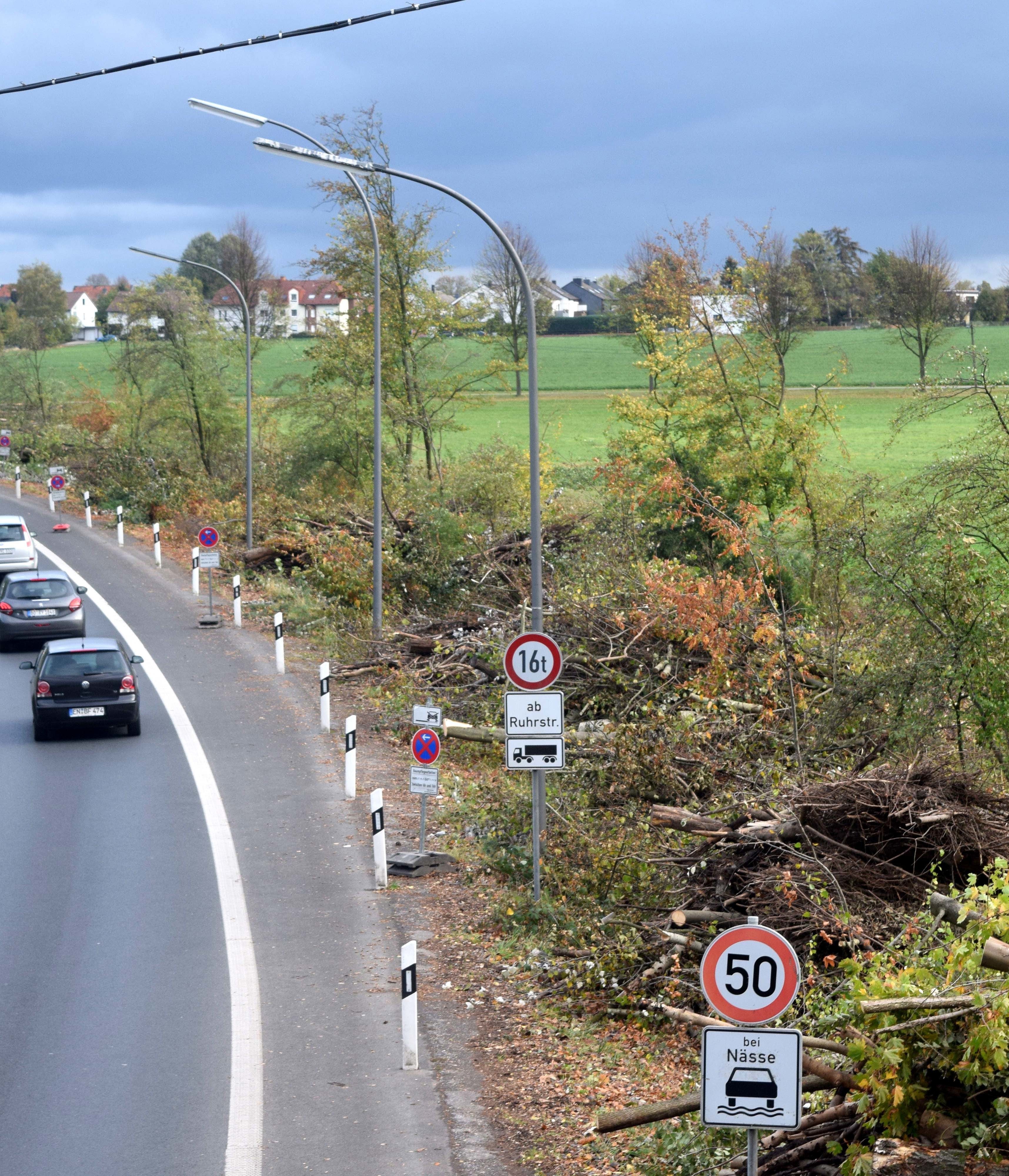 Auf dem Zeppelindamm wurden auf einer Strecke von rund 300 Meter die Bäume am westlichen Fahrbahnrand gefällt. Foto: Peter Mohr