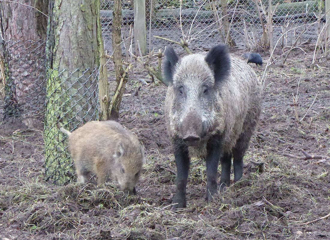 Auf Wildschweine haben es am Samstag Jäger in Hattinger, Sprockhöveler und Velberter Revieren abgesehen. Die Behörden raten zu besonderer Vorsicht im Straßenverkehr und zum Verzicht auf Waldspaziergänge. Foto: Gischott/pixelio.de