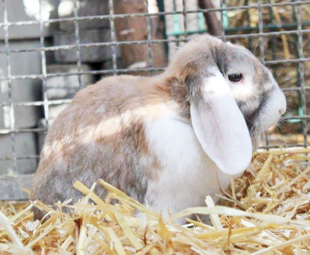 Wer gibt den beiden Mümmelmännern ein schönes Zuhause? Foto: Tierheim Essen