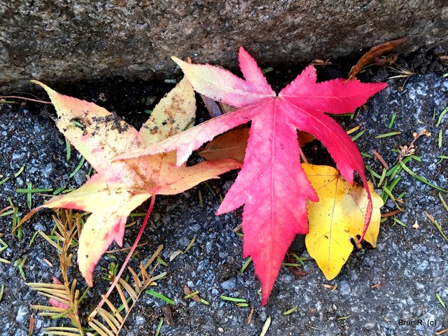 ... und noch einige Blätter!