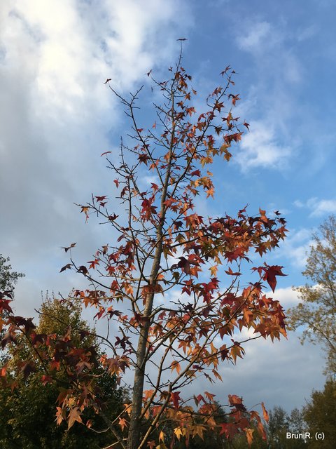 Und dieser Baum hat schon Blätter verloren!