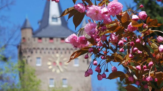 Kleves bekanntes Wahrzeichen - die Schwanenburg zur Kirschblüte.