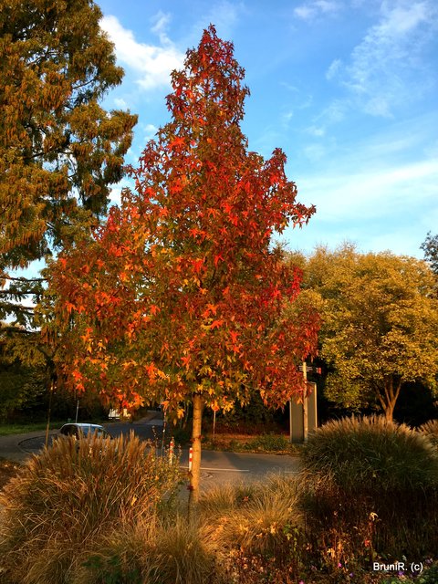 So schön ist Herbst!