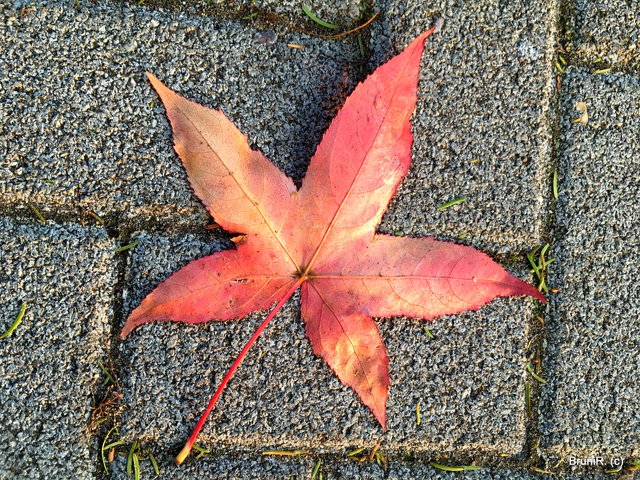 Ein gefallenes Blatt...