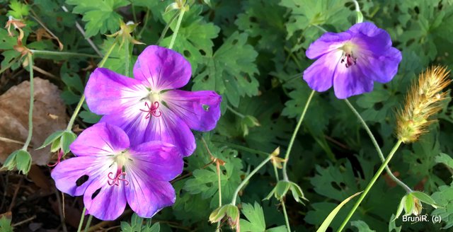 Davon habe ich viele gesehen!