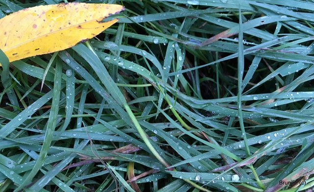 Tautropfen oder doch Regen?