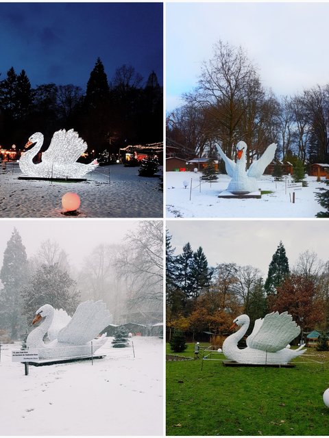 Gehören zu Kleve und sind oft zu sehen: Schwäne. Hier der neue "Leuchtschwan" im Einsatz auf dem Weihnachtsmarkt.