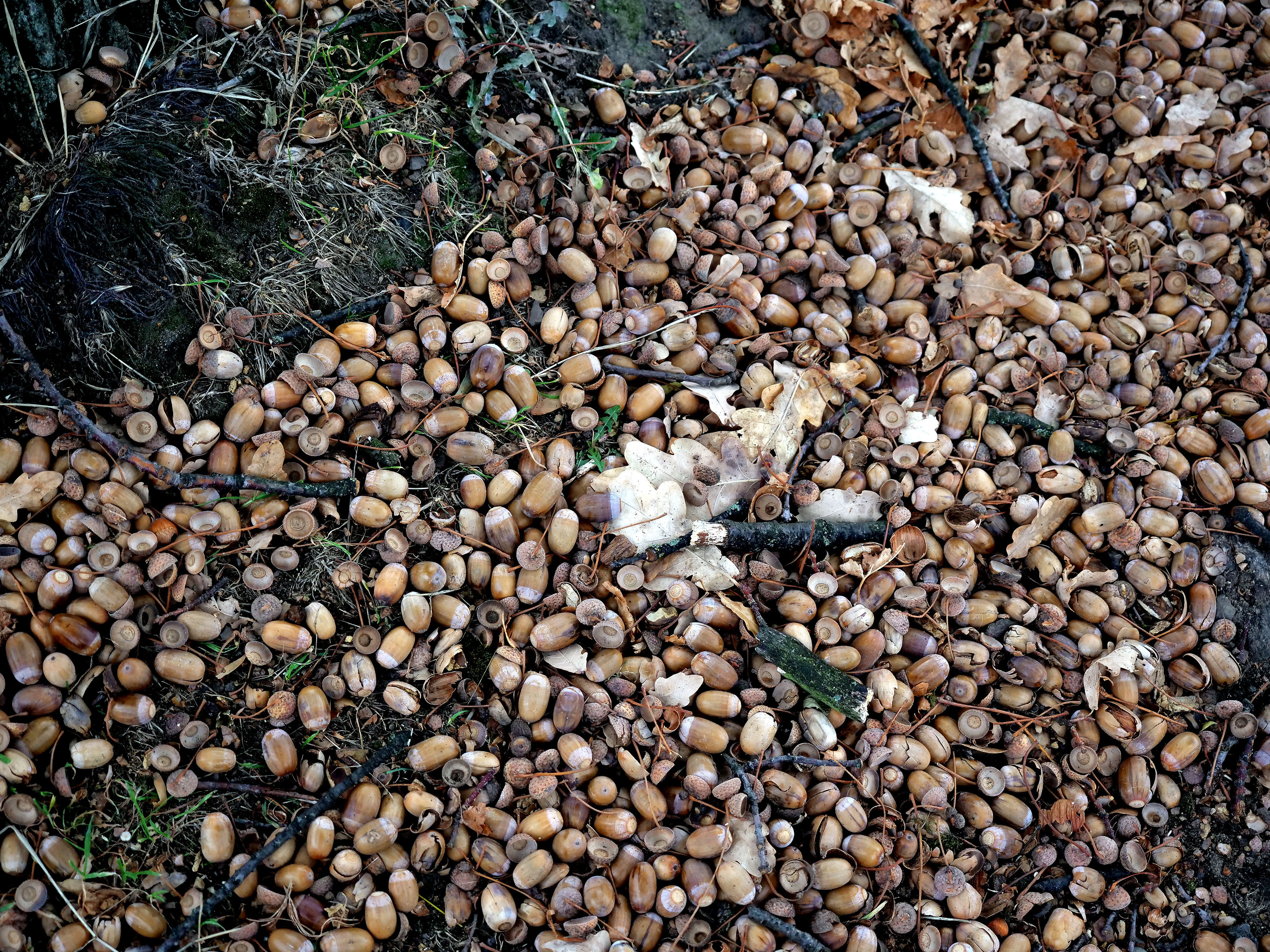 Kleines Eichelmeer: In der Hochphase fürchten die Hauseigentümer Schäden an ihren Autos. Fotos: Gohl
