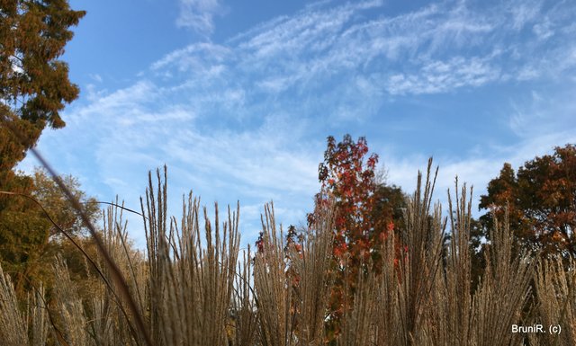 Natur und blauer Himmel