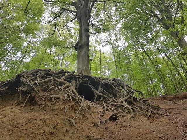 3. Dieser Baum "Bärenhöhle" genannt.