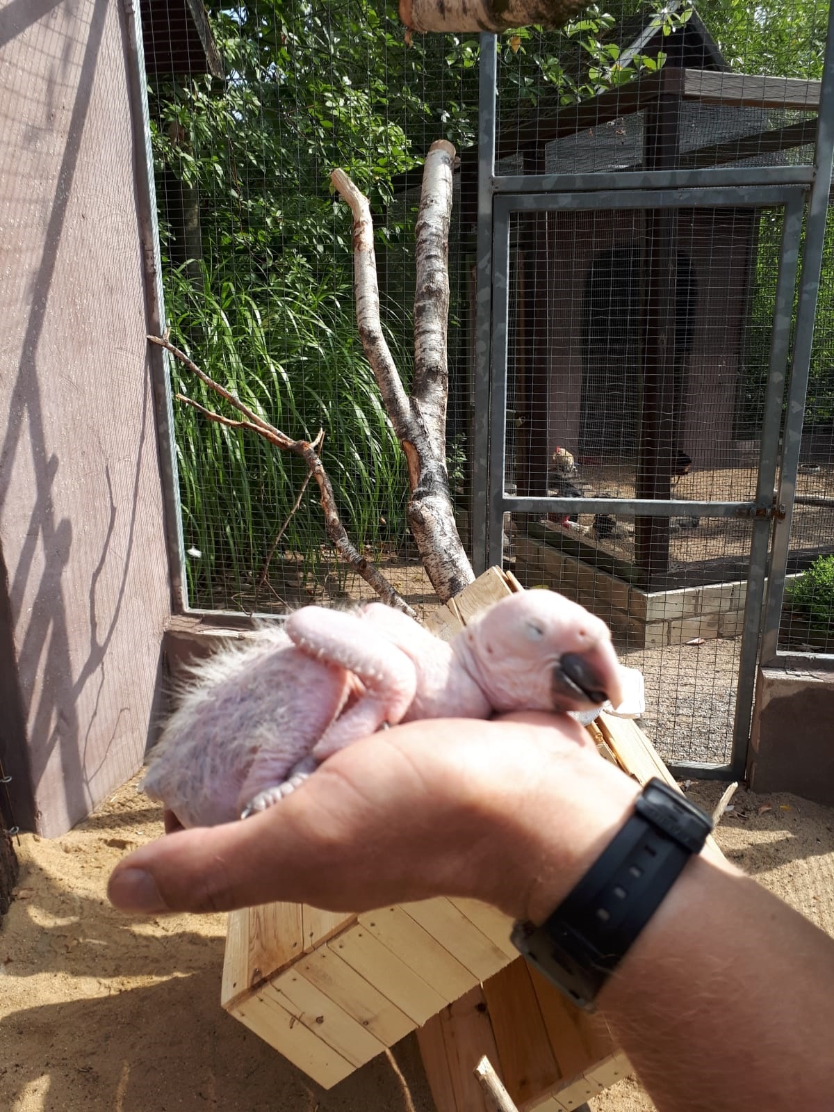 Vor rund drei Monaten schlüpfte erstmals auf der Wittringer "Vogelinsel" ein Ara (siehe Foto). Inzwischen ist der Ara-Nachwuchs mit seinen Eltern und auch allen anderen Vogelinsel-Tieren ins Vogelwarmhaus am Abenteuerspielplatz umgezogen.