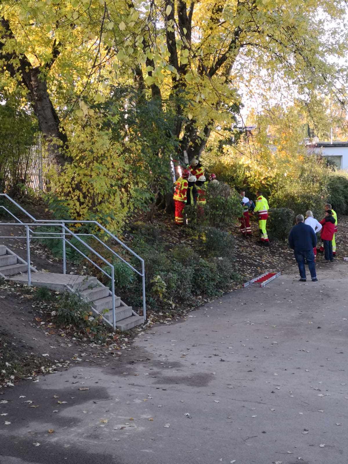 Der Kletterbaum befand sich auf einer kleinen Anhöhe, neben dem Schulgelände.