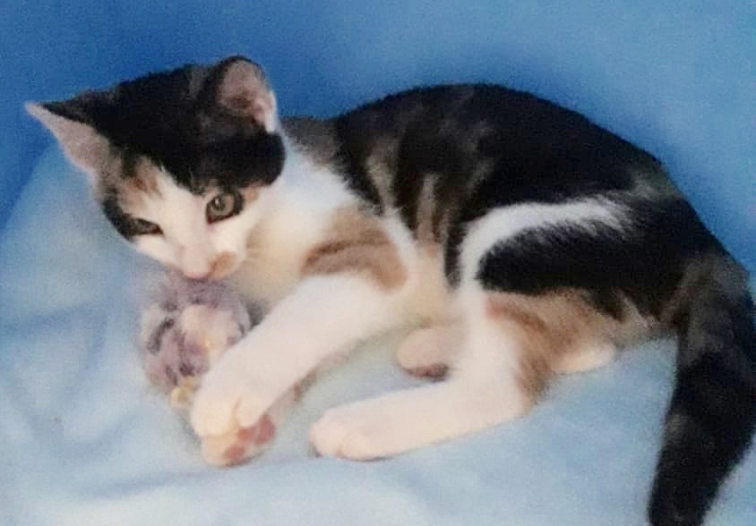 Wer hat ein Herz für zwei Katzenkinder, die möglichst zusammen vermittelt werden sollen?