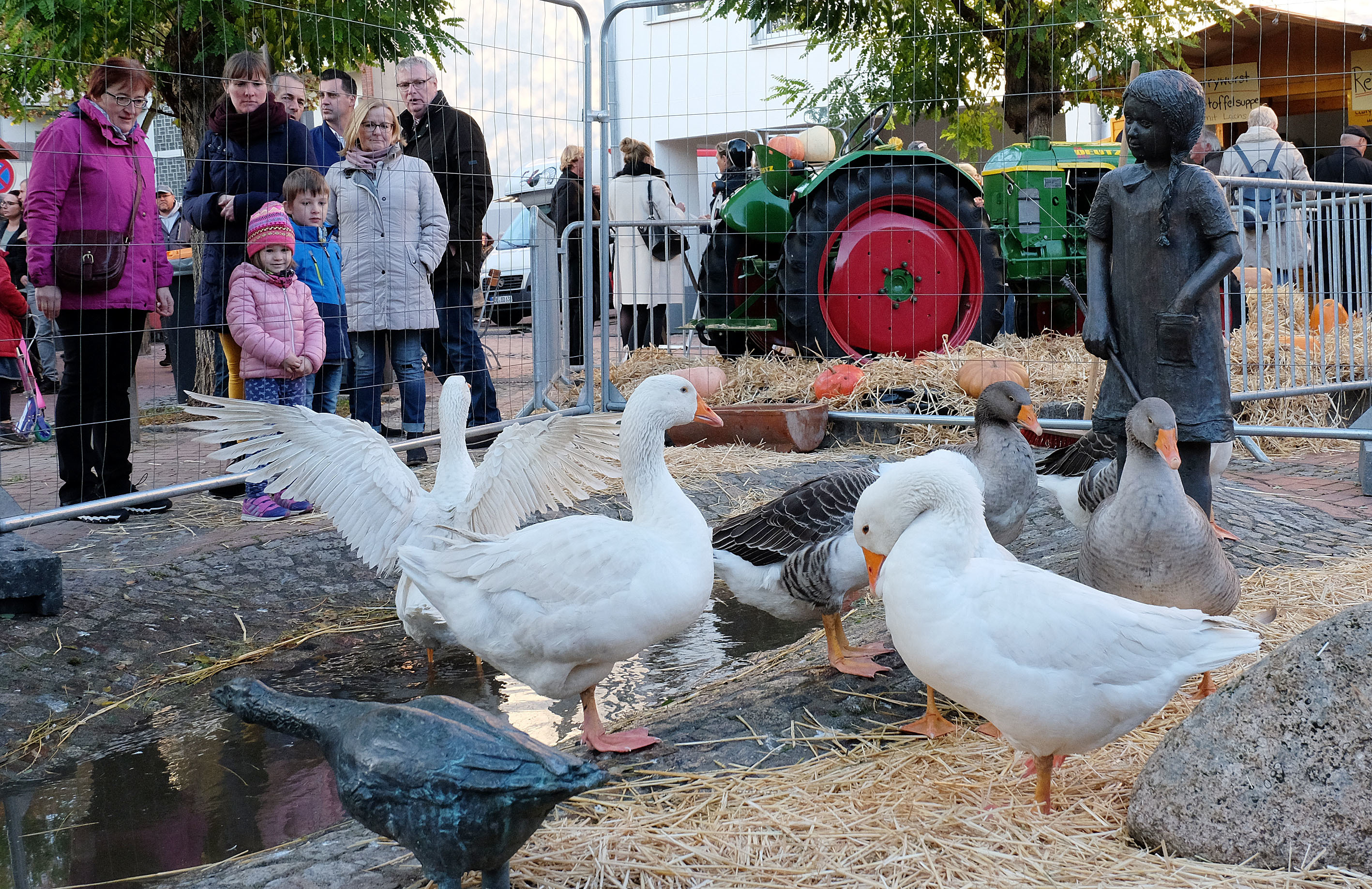 Im Mittelpunkt standen die schnatternden Gänse auf dem Platz Ecke Turmstraße/Gaststiege. Fotos: Pieper