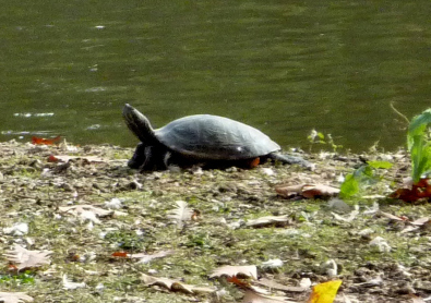 Diese Gelbwangenschildkröte lebt seit etwa drei Jahren am Gondelteich im Stadtgarten.