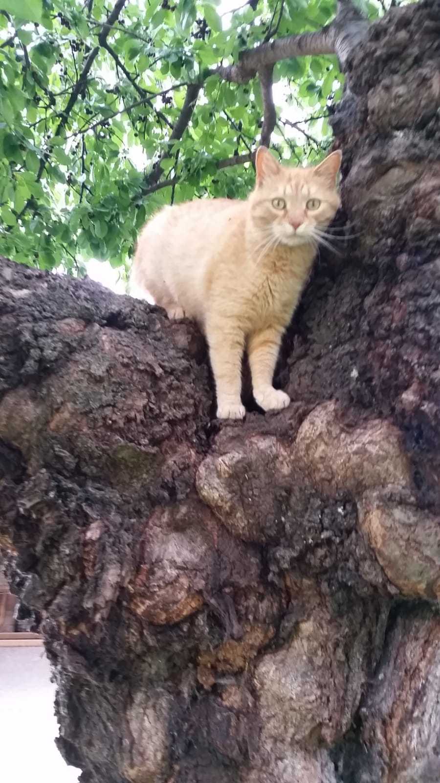 So sieht Diego aus. Foto: privat