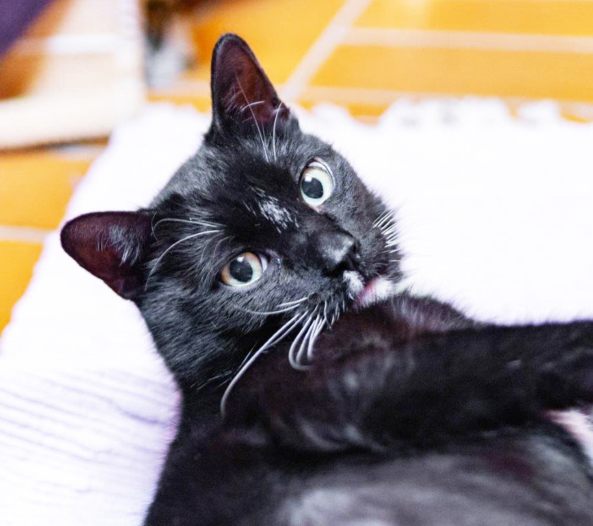 Wer bietet dem süßen Chester ein liebevolles Zuhause? Foto: Tierheim Essen