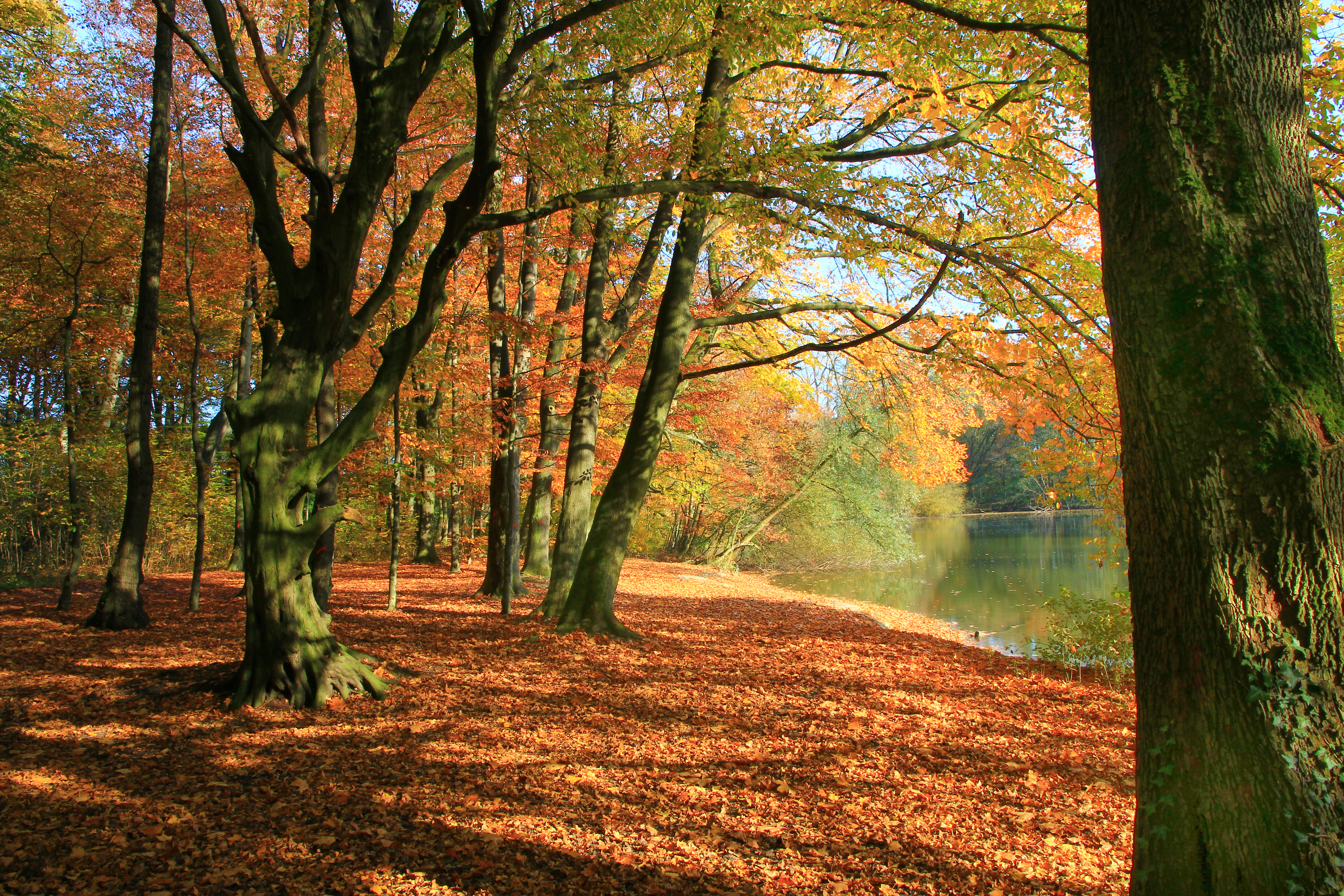 Zeigt uns eure Herbst-Bilder!