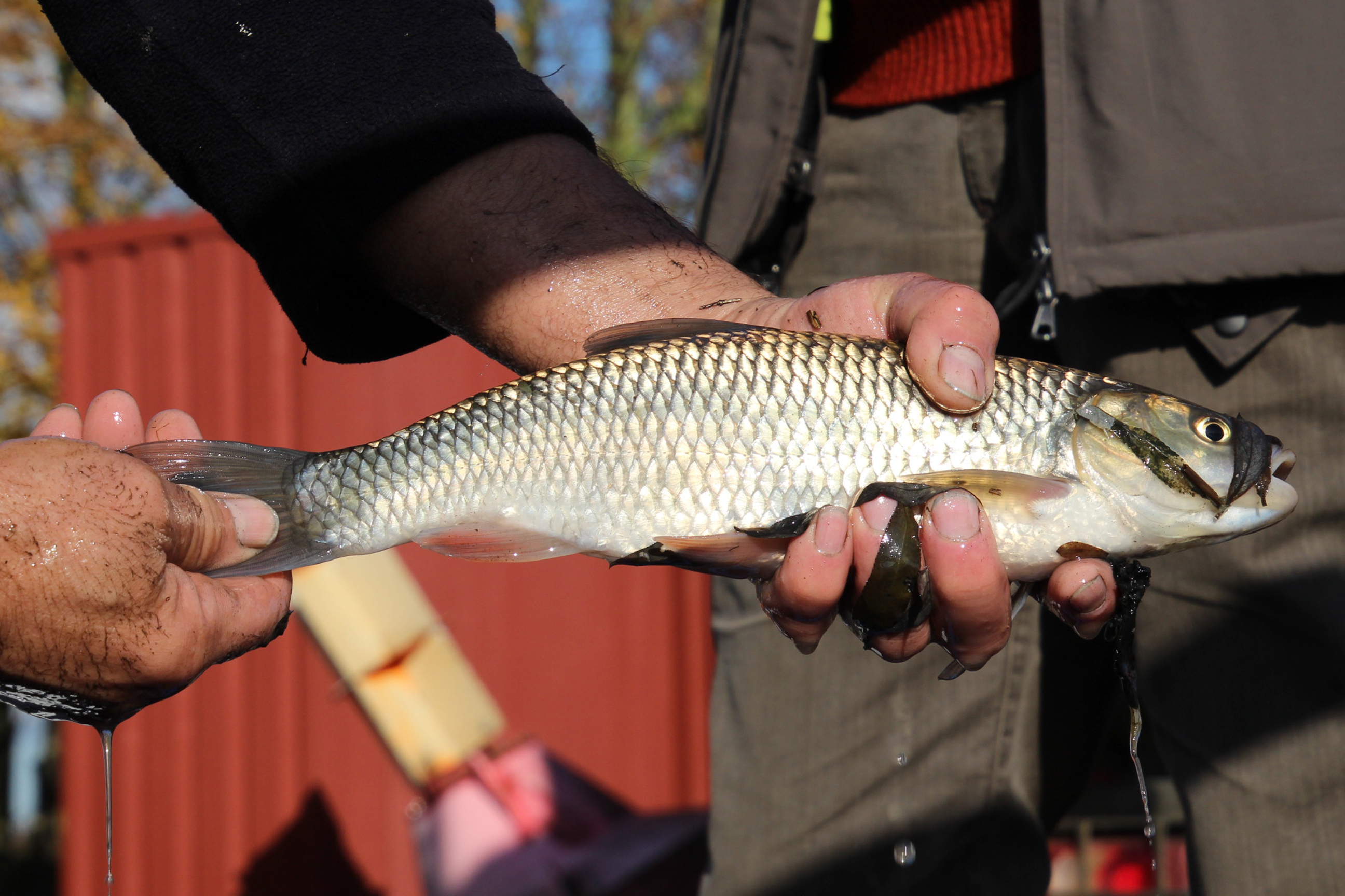 Döbel gehören zu den Bewohnern der "Unterwelt", aber auch Aale, Barsche und ein Goldfisch.