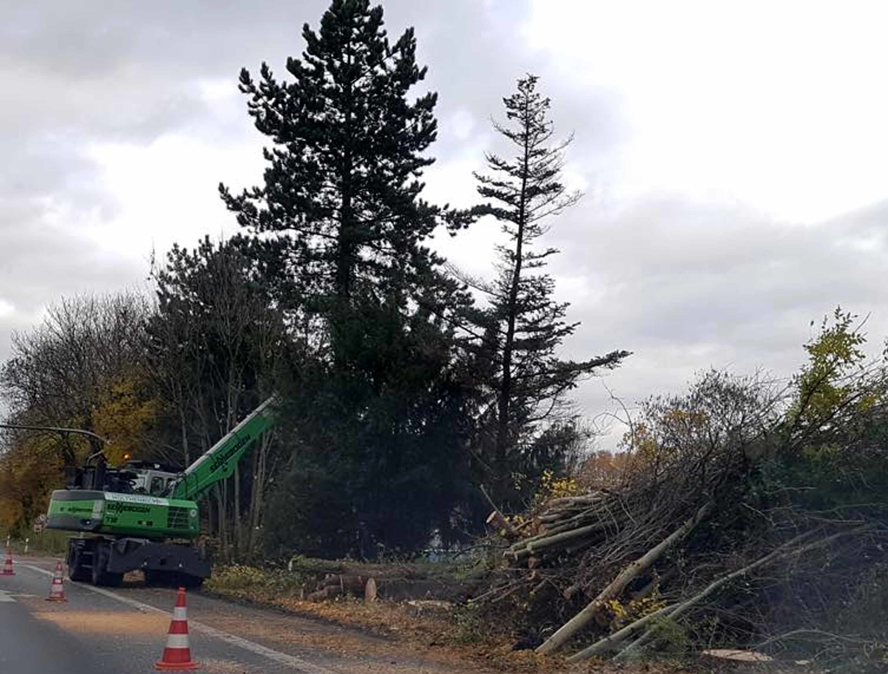 Anfang der Woche sind – trotz der heftigen Proteste aus der Politik und von den Anwohnern – die Rodungsarbeiten auf dem Zeppelindamm fortgesetzt worden. Diesmal am östlichen Fahrbahnrand – kurz vor der Einmündung ins Preins Feld. Foto: privat