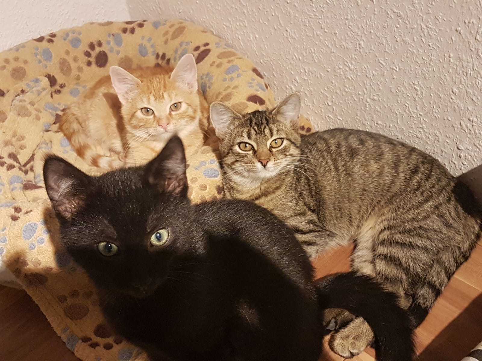 Eine rote, eine schwarze und eine getigerte Katze suchen ein liebevolles Zuhause. Foto: privat