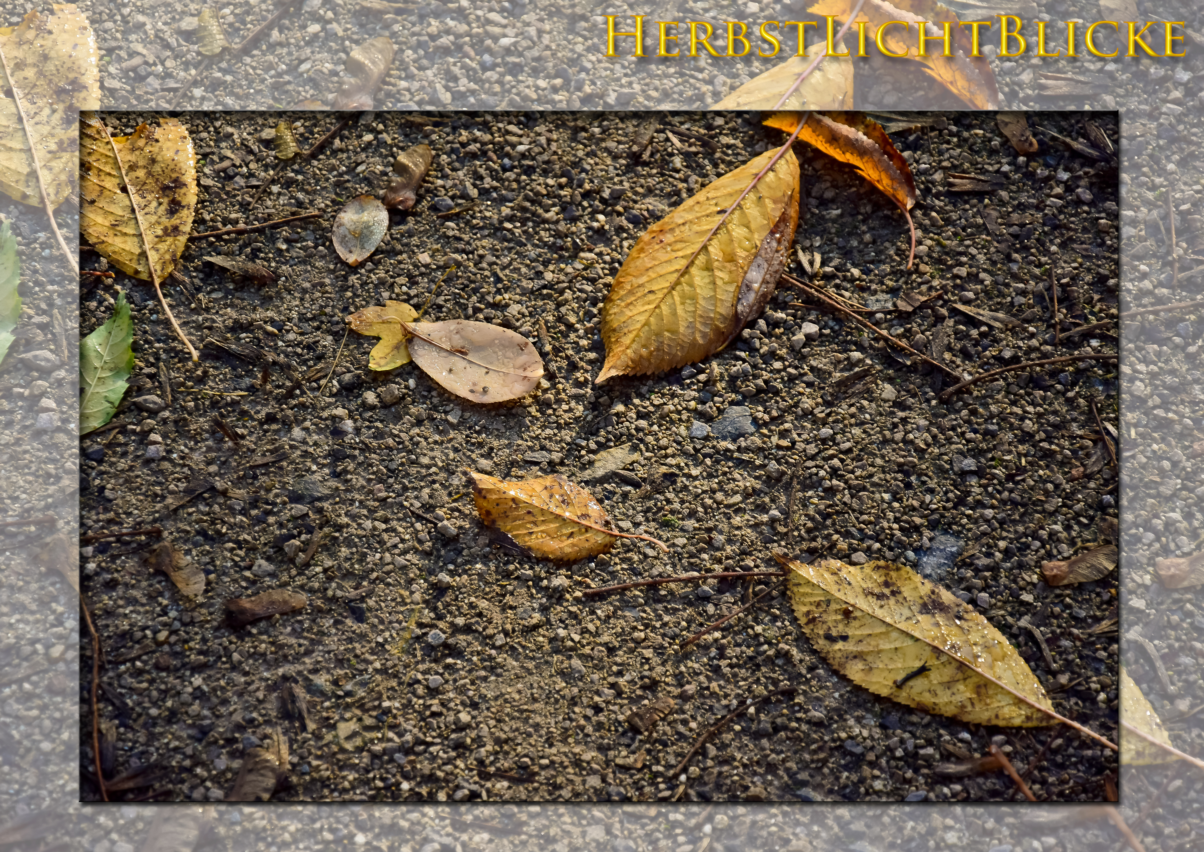 HerbstLichtBlicke
Herbstliches Laub auf dem die Tröpfchen im Sonnenlicht erstrahlen ...
