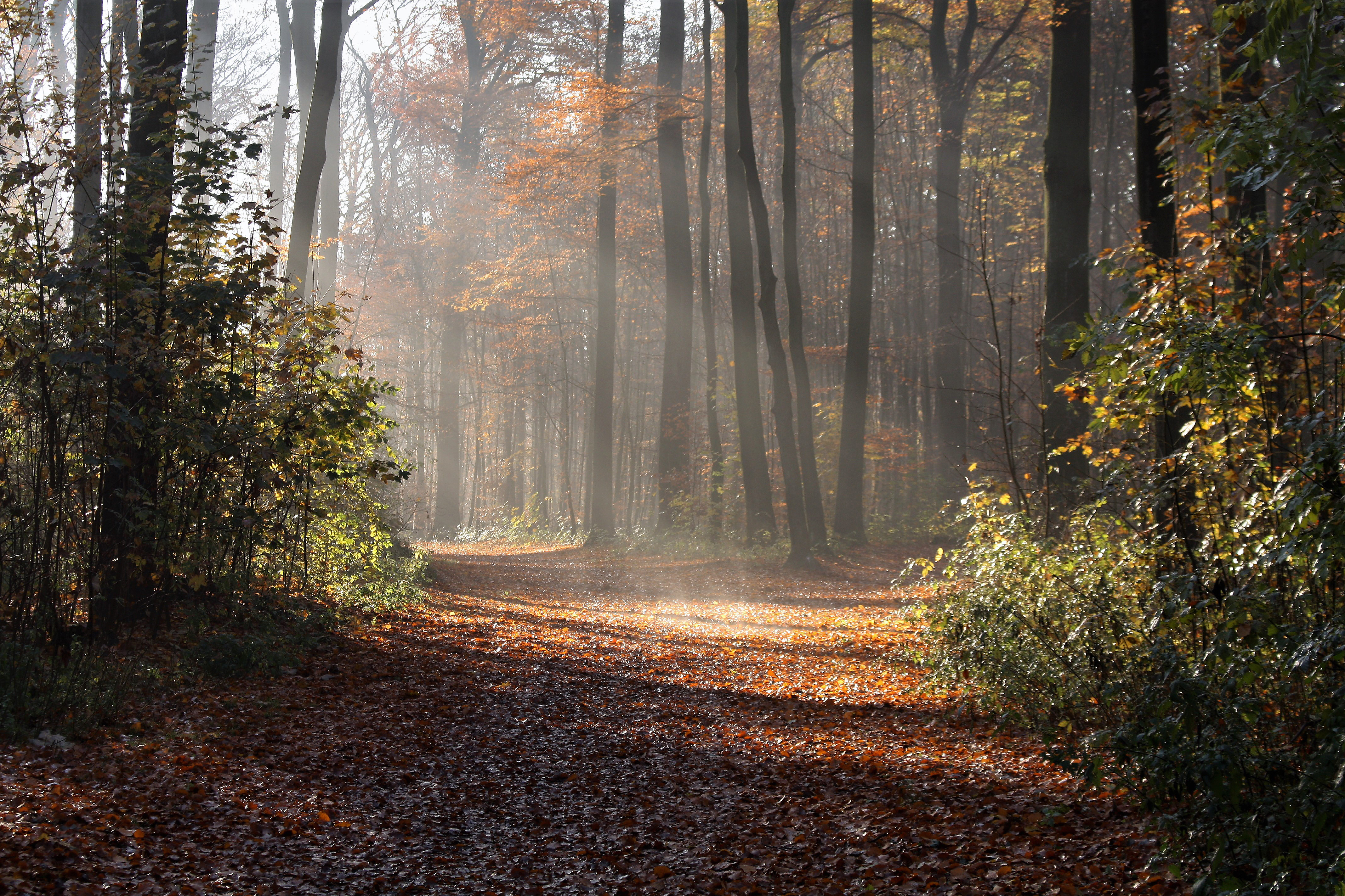 Wittringer Wald Gladbeck