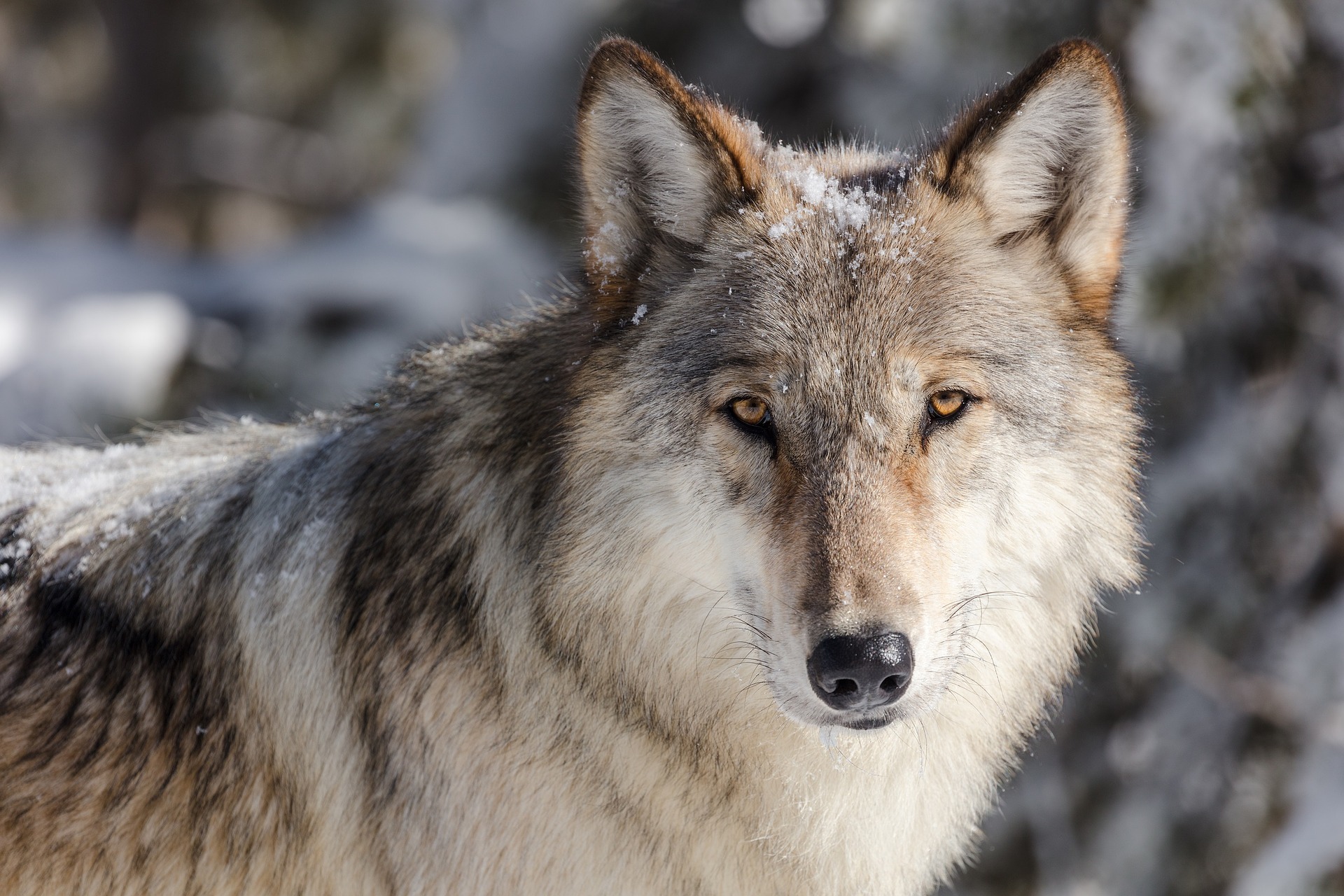 Wolfgebiet Schermbeck
