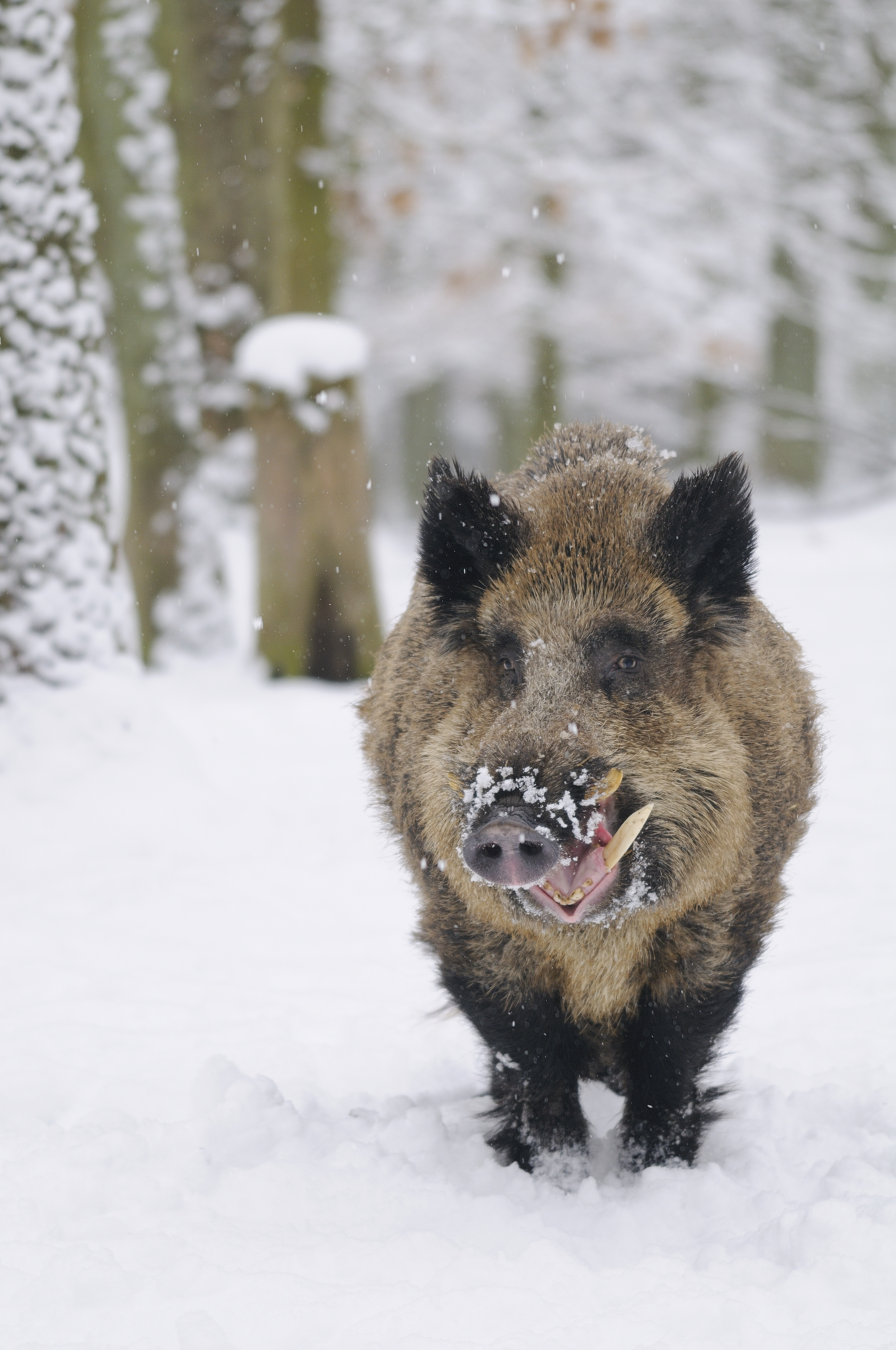 "Nachts bei den Wildschweinen im Wildwald" heißt es am 1. und 2. Dezember im Wildwald Voßwinkel. Die Veranstaltung richtet sich an Familien mit Kindern ab acht Jahren.