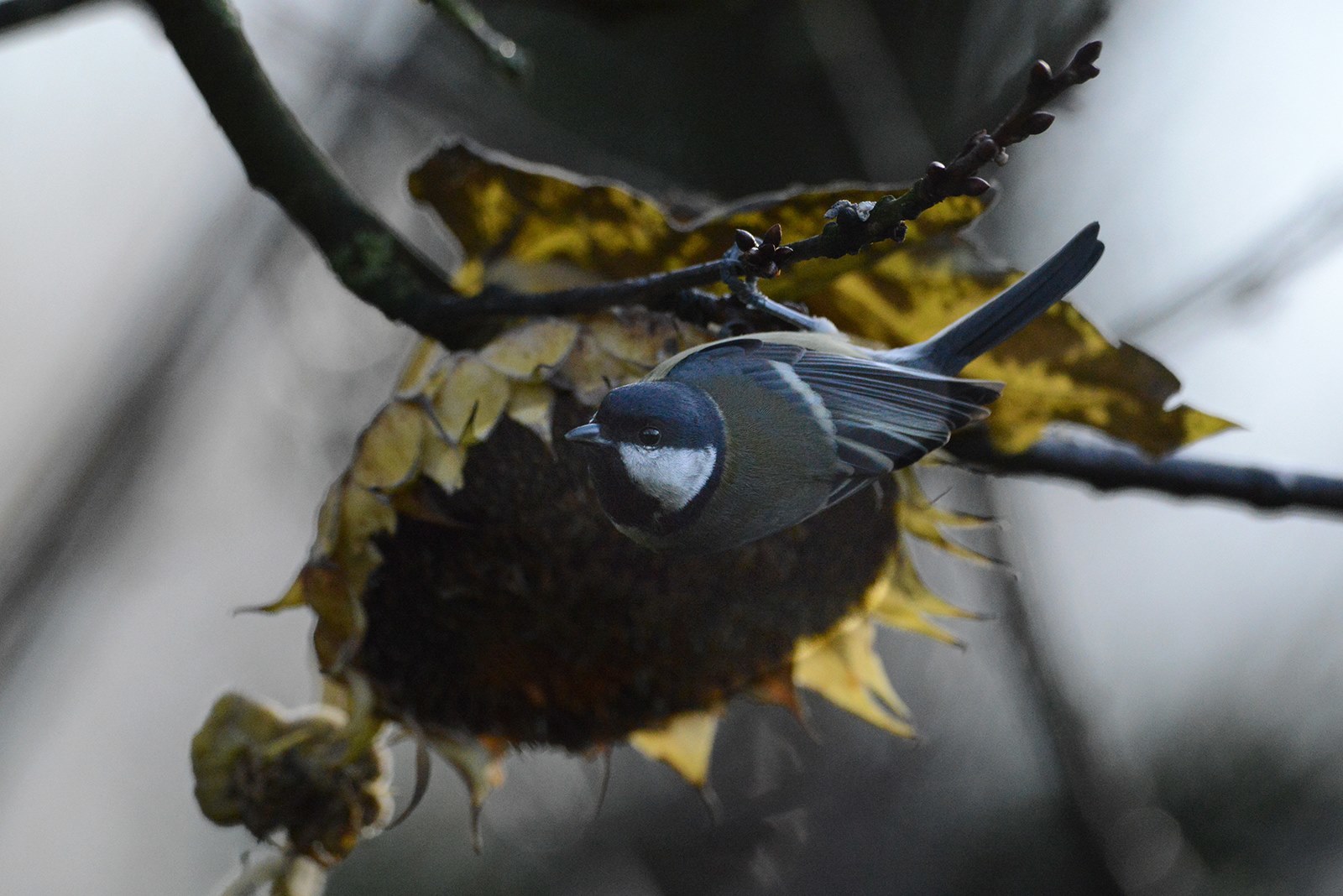 Die Vögel finden zurzeit wenig Futter rund um unsere Gärten.