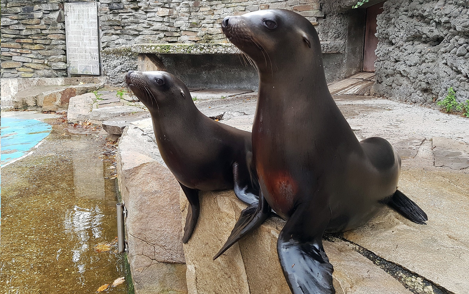 Die zwei Seelöwen-Teenies Ally (vorne) und Lucy (hinten) haben Fische bereits zum Fressen gern, warten auf Futter.