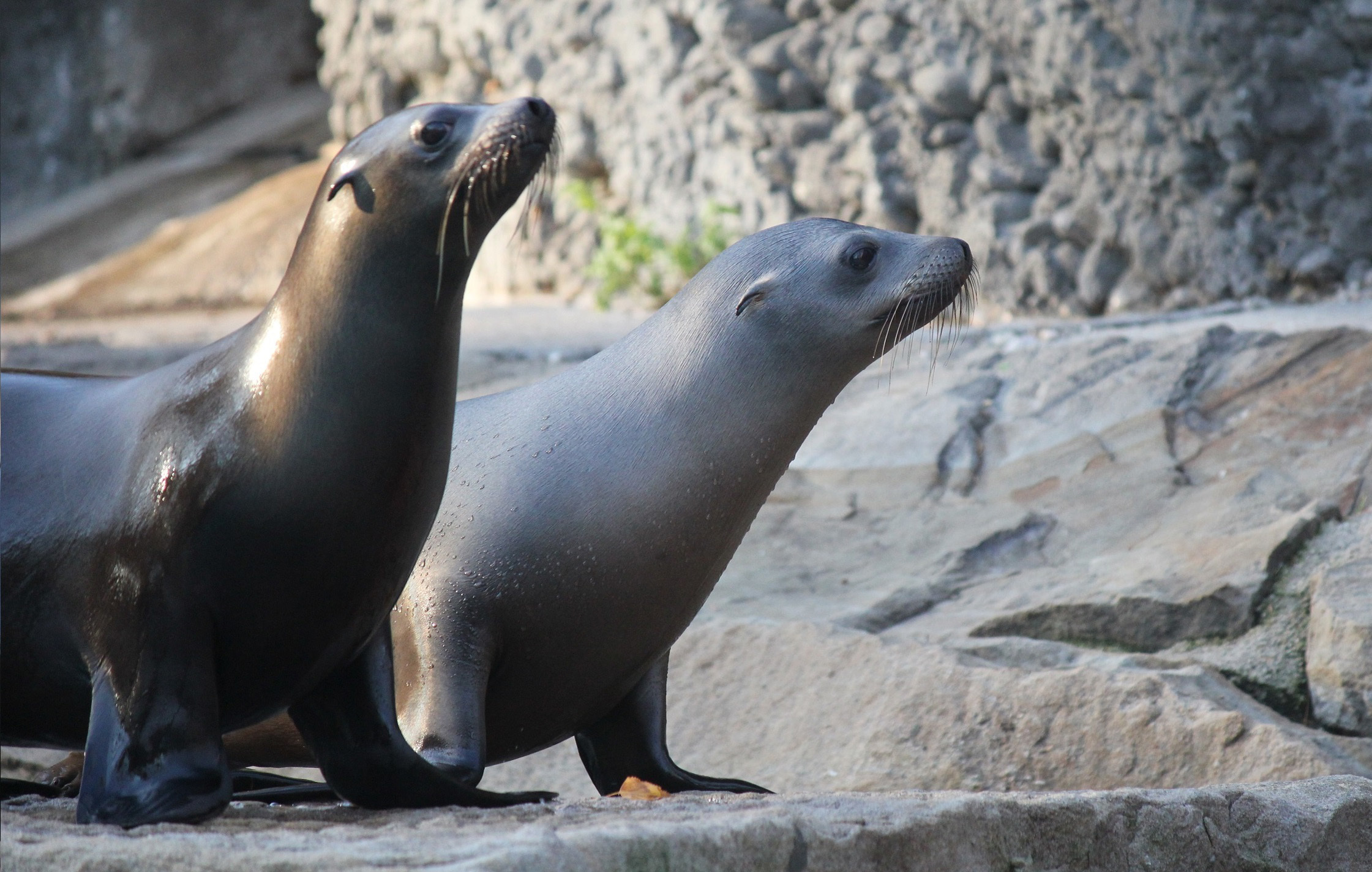 Seelöwe Jonny (hinten) und Ally (vorne).