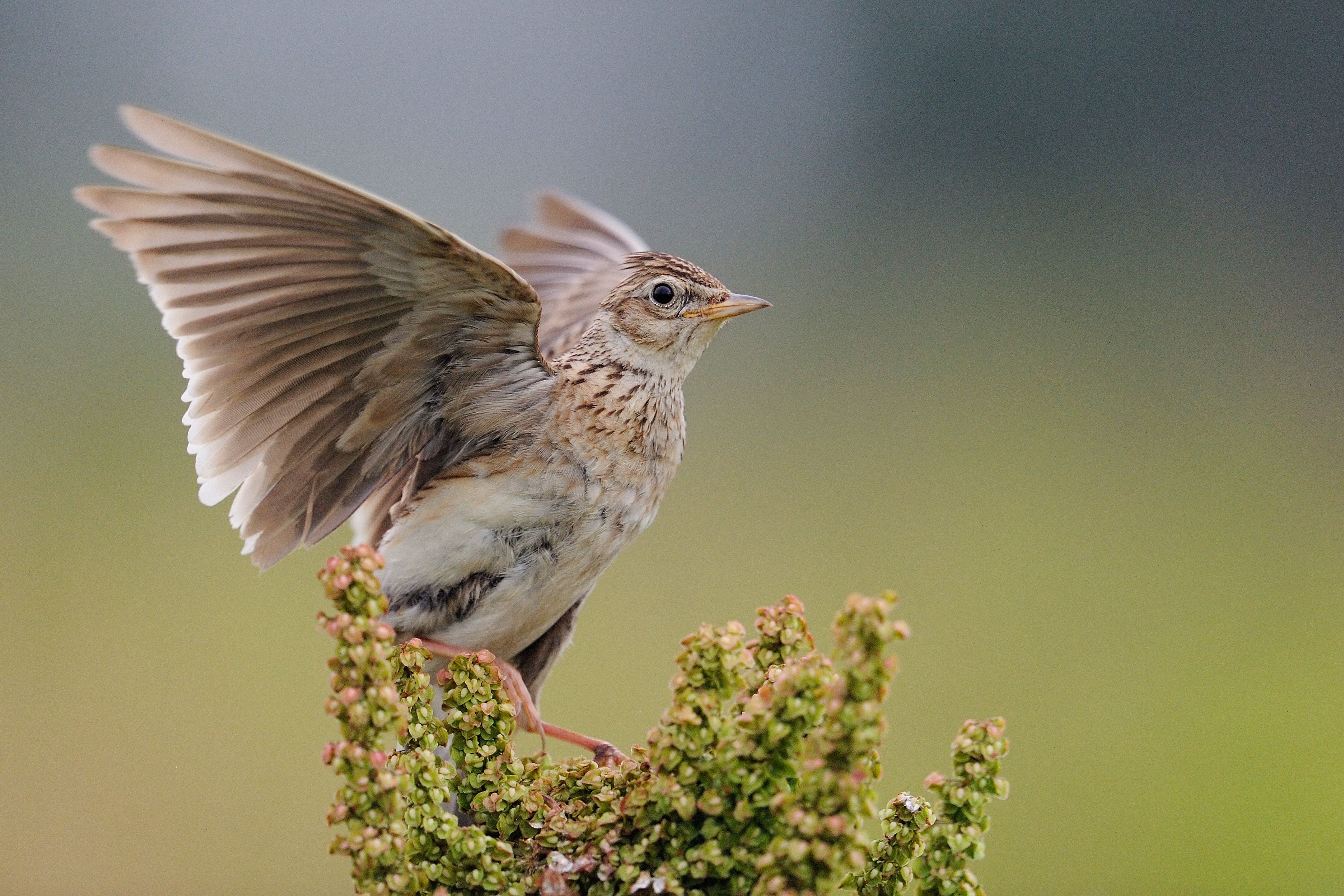 Immer seltener findet die Feldlerche geeigneten Lebensraum. Darauf soll ihre Wahl zum Vogel des Jahres 2019 aufmerksam machen.