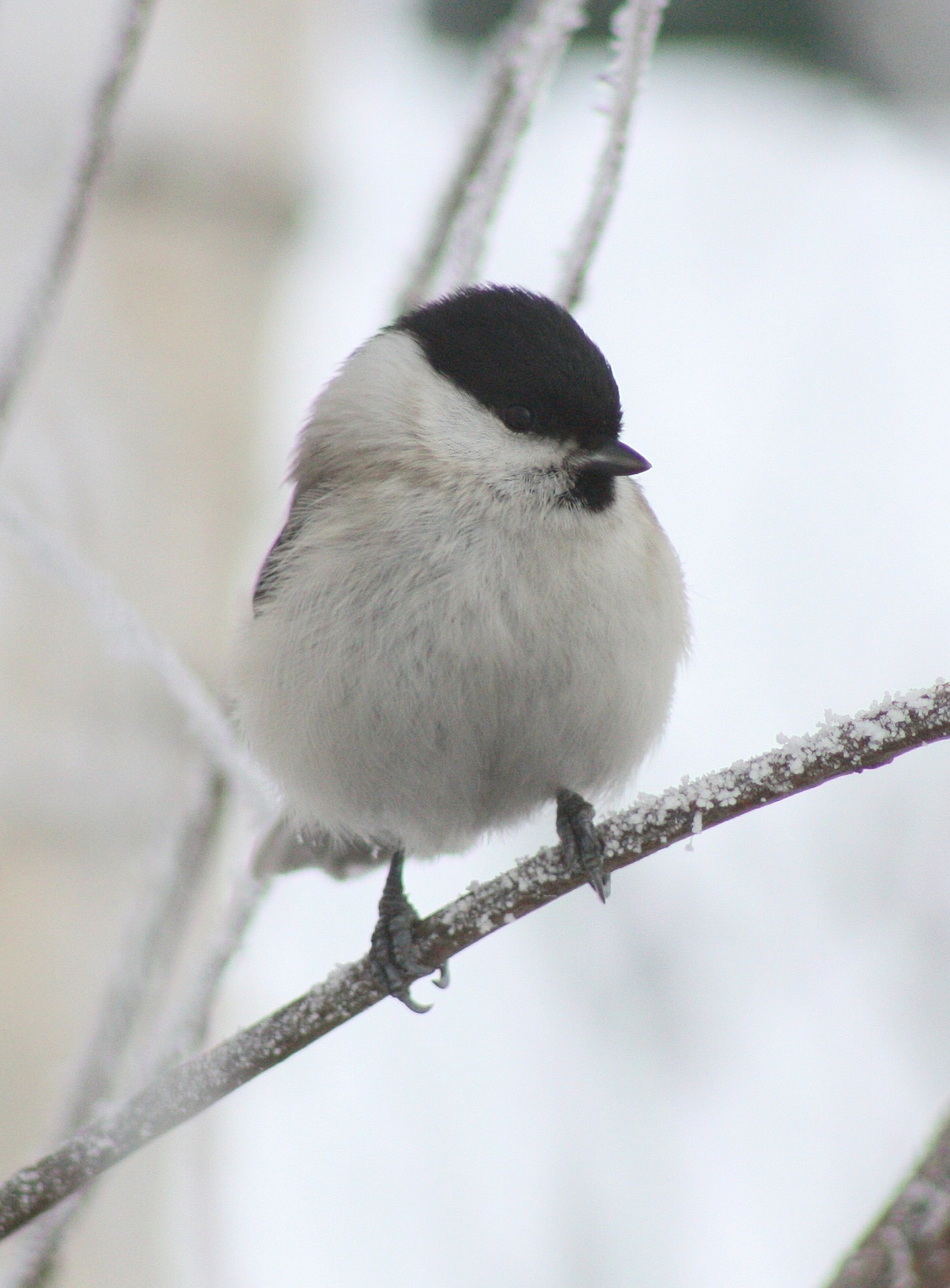 Der Nabu Dorsten informiert am Donnerstag, 6. Dezember zur Vogel Fütterung in der kalten Jahreszeit.