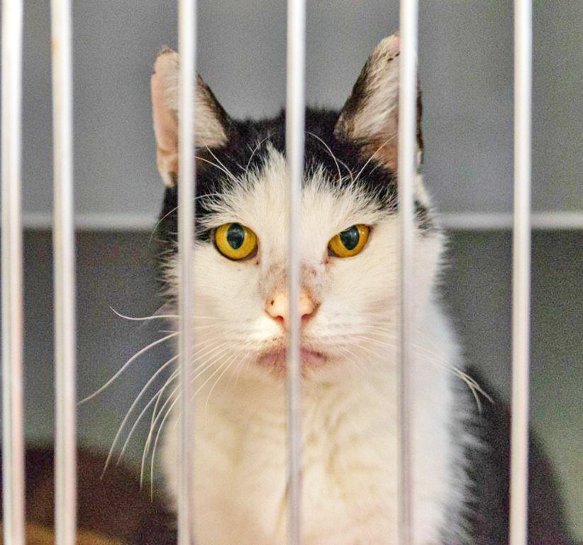 2603: Kater, kastriert; gefunden am 23. November an der Mechtenbergstraße in Kray